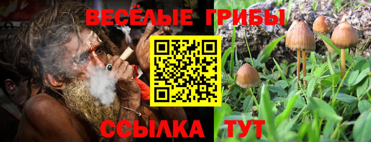 Губкин  Псилоцибиновые грибы MAGIC MUSHROOMS  Вход с VPN 